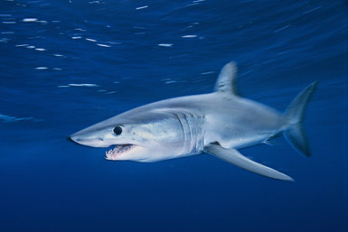 most-dangerous-shark-2