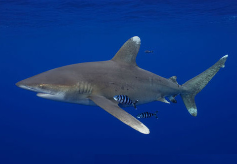 most-dangerous-shark-3