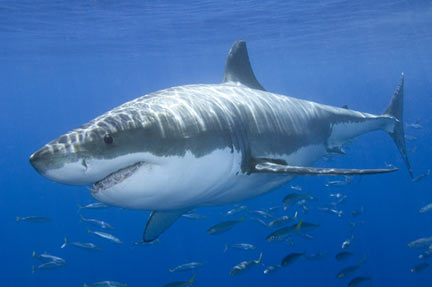 most-dangerous-shark-7